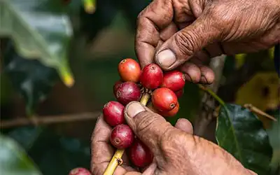 Harvesting coffee cherries