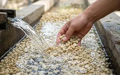 Washing the coffee beans